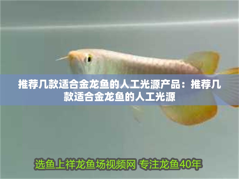 推薦幾款適合金龍魚的人工光源產品：推薦幾款適合金龍魚的人工光源