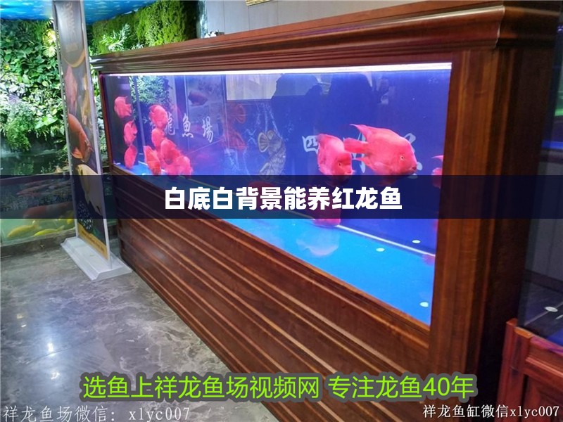 白底白背景能養紅龍魚