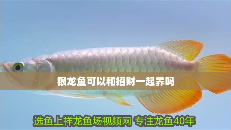 銀龍魚可以和招財一起養嗎