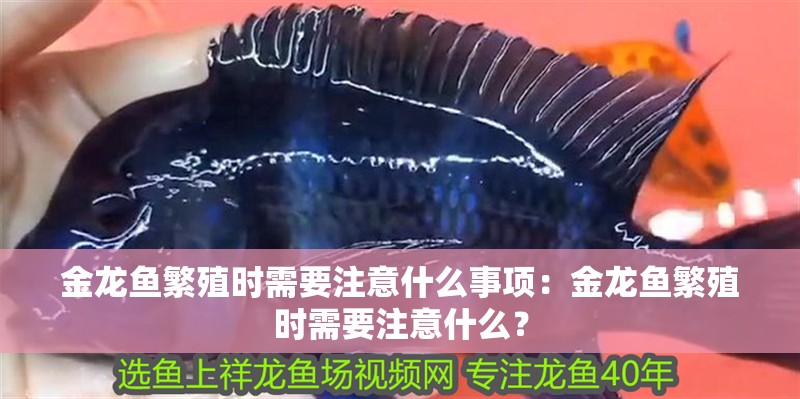 金龍魚繁殖時需要注意什么事項：金龍魚繁殖時需要注意什么？