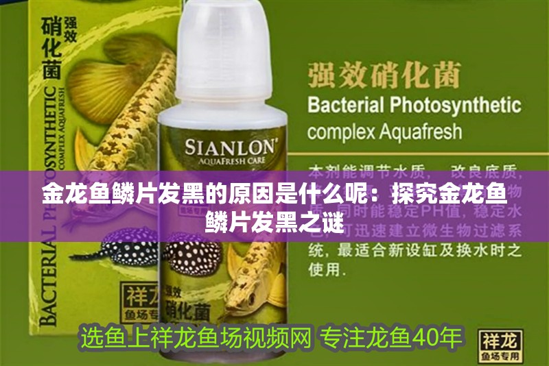 金龍魚鱗片發(fā)黑的原因是什么呢：探究金龍魚鱗片發(fā)黑之謎