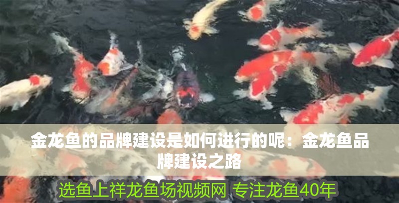 金龍魚的品牌建設是如何進行的呢：金龍魚品牌建設之路