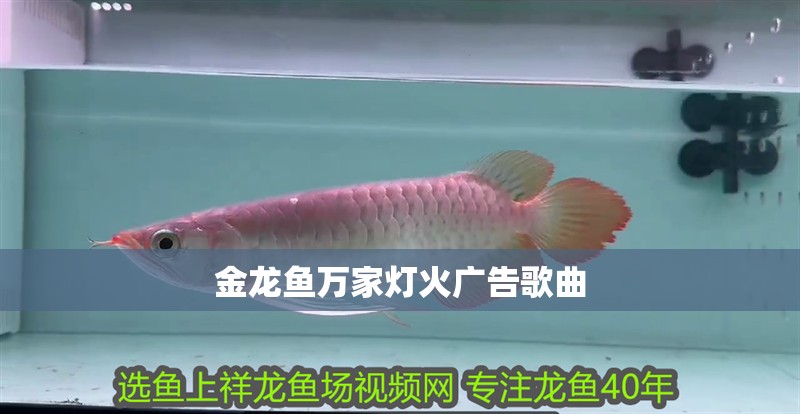 金龍魚萬家燈火廣告歌曲