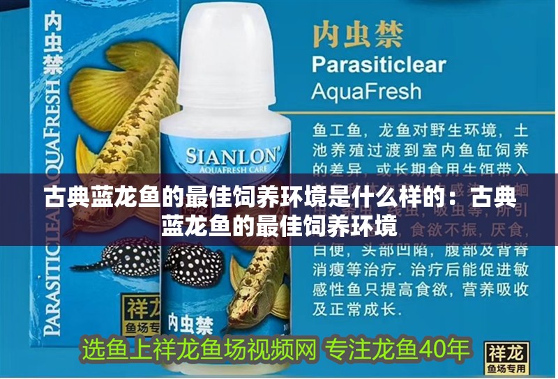 古典藍(lán)龍魚(yú)的最佳飼養(yǎng)環(huán)境是什么樣的：古典藍(lán)龍魚(yú)的最佳飼養(yǎng)環(huán)境