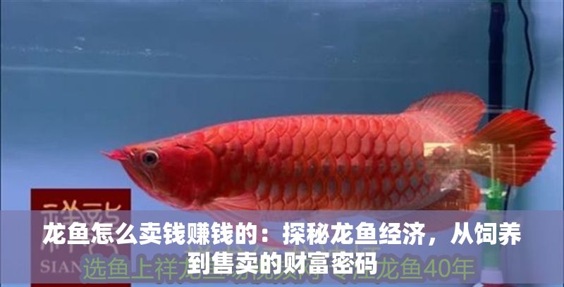 龍魚怎么賣錢賺錢的：探秘龍魚經濟，從飼養到售賣的財富密碼
