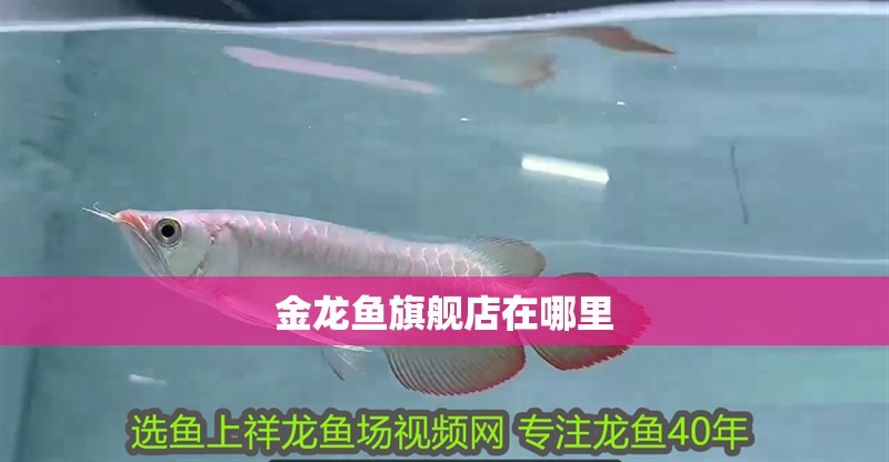 金龍魚旗艦店在哪里