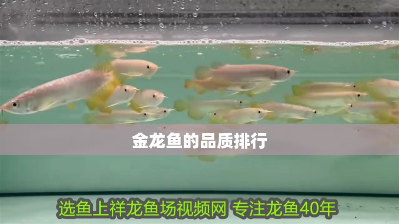 金龍魚的品質排行