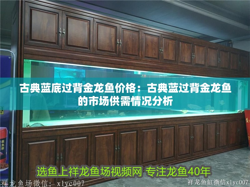 古典藍(lán)底過背金龍魚價格：古典藍(lán)過背金龍魚的市場供需情況分析