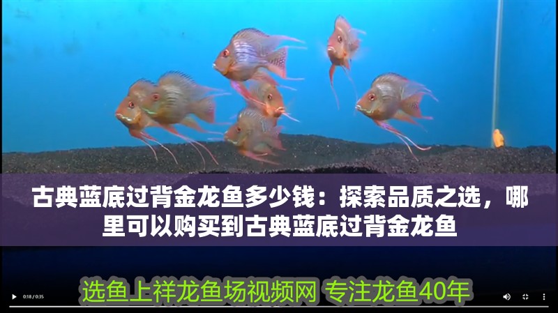 古典藍(lán)底過背金龍魚多少錢：探索品質(zhì)之選，哪里可以購買到古典藍(lán)底過背金龍魚