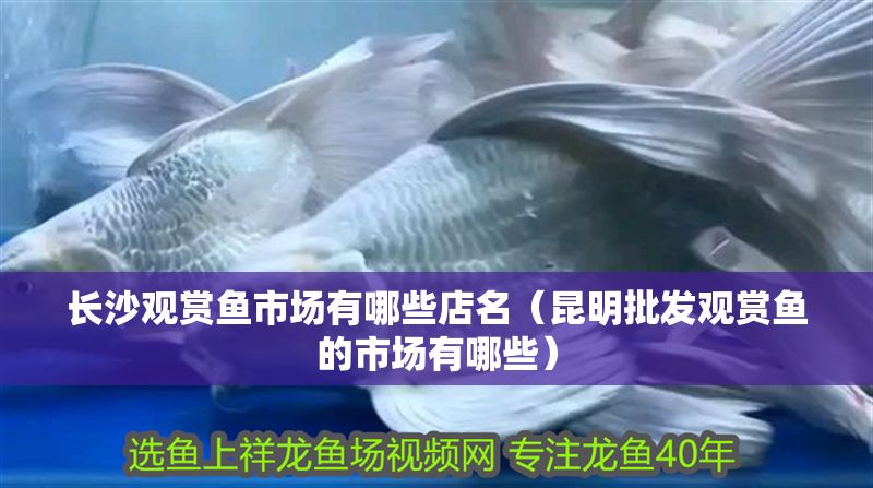 長沙觀賞魚市場有哪些店名（昆明批發觀賞魚的市場有哪些）