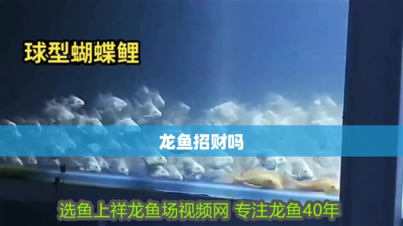龍魚招財嗎