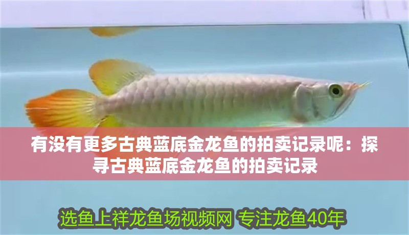 有沒有更多古典藍底金龍魚的拍賣記錄呢：探尋古典藍底金龍魚的拍賣記錄