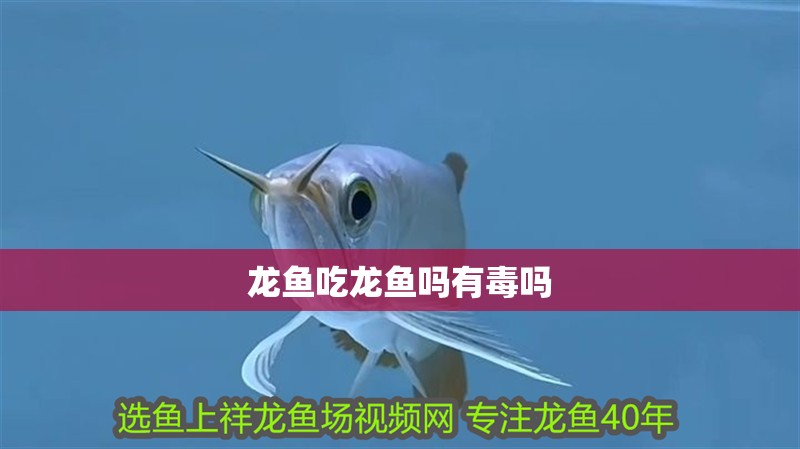 如何鑒別金龍魚品種和品相的區別：金龍魚品種與品相鑒別指南