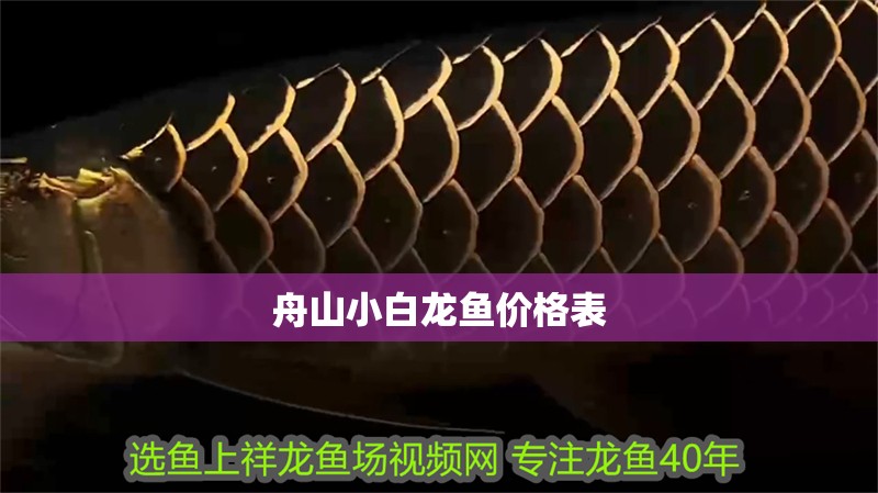 舟山小白龍魚價格表