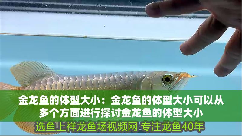 金龍魚的體型大小：金龍魚的體型大小可以從多個方面進行探討金龍魚的體型大小