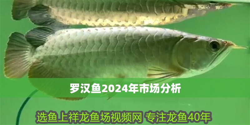 羅漢魚2024年市場分析