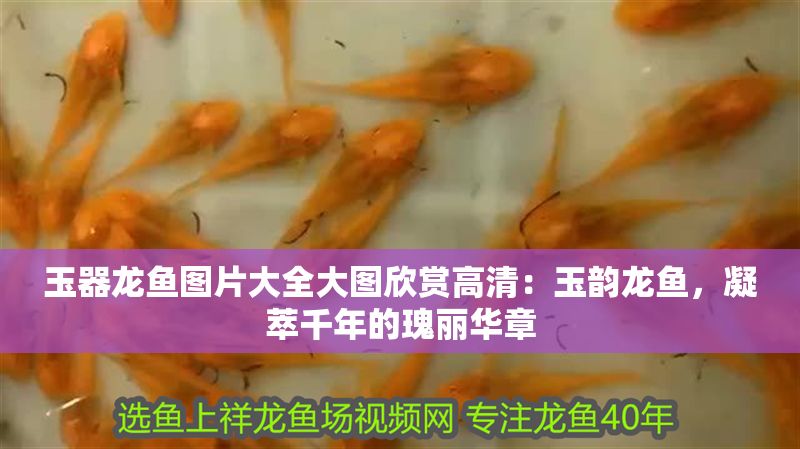 玉器龍魚圖片大全大圖欣賞高清：玉韻龍魚，凝萃千年的瑰麗華章