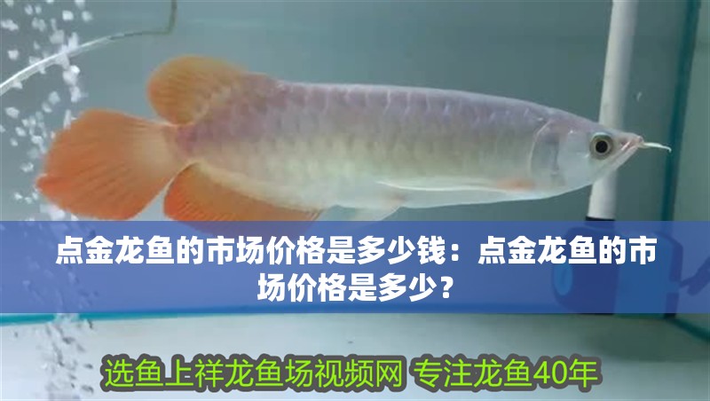 金龍魚水質異常有哪些常見原因？