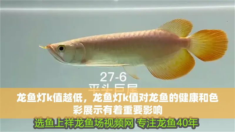 龍魚燈k值越低，龍魚燈k值對龍魚的健康和色彩展示有著重要影響