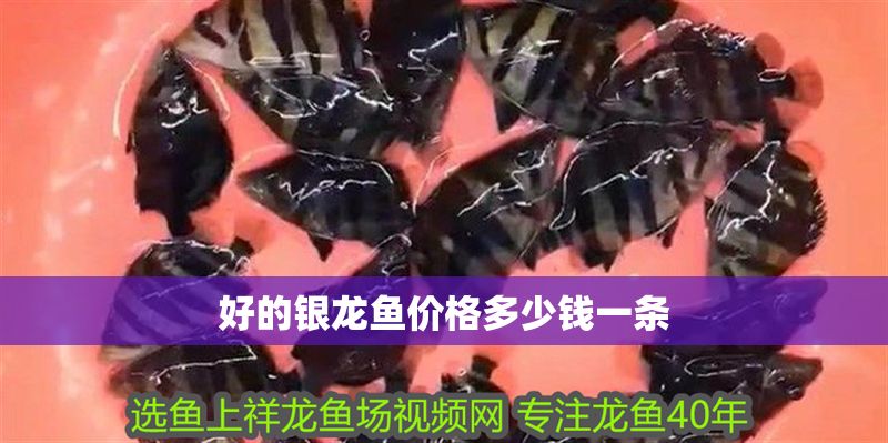 好的銀龍魚價格多少錢一條