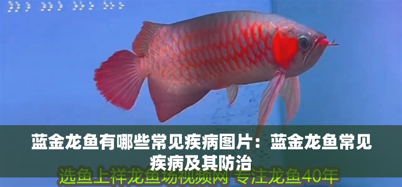 藍金龍魚有哪些常見疾病圖片：藍金龍魚常見疾病及其防治