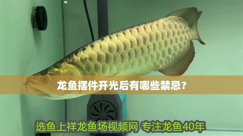 龍魚擺件開光后有哪些禁忌？