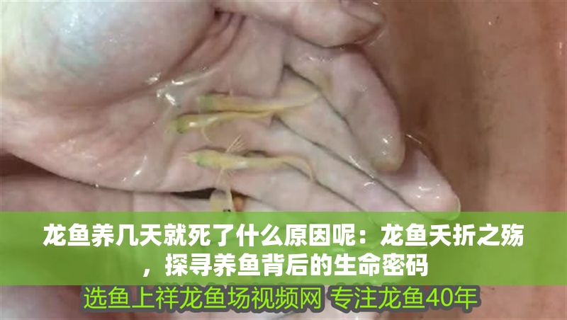 龍魚養幾天就死了什么原因呢：龍魚夭折之殤，探尋養魚背后的生命密碼