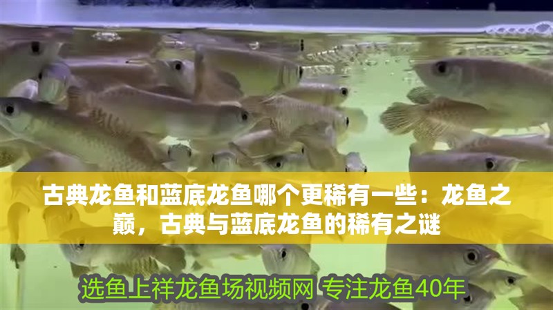 古典龍魚和藍(lán)底龍魚哪個(gè)更稀有一些：龍魚之巔，古典與藍(lán)底龍魚的稀有之謎