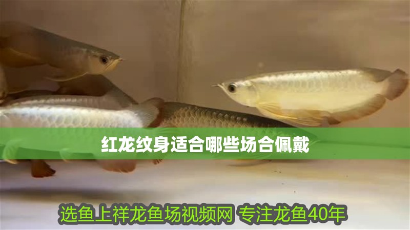 紅龍紋身適合哪些場(chǎng)合佩戴