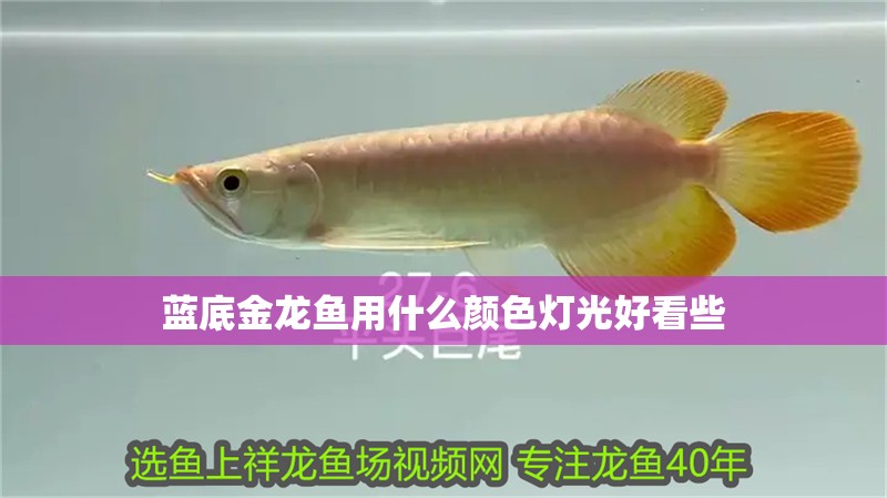 藍(lán)底金龍魚用什么顏色燈光好看些