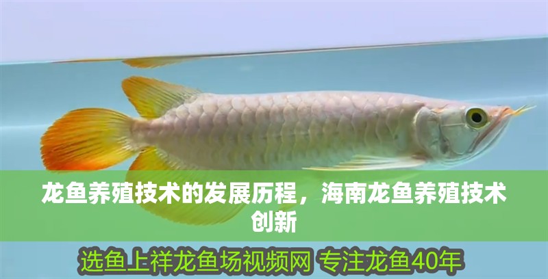 龍魚(yú)養(yǎng)殖技術(shù)的發(fā)展歷程，<strong><mark>海南</mark></strong>龍魚(yú)養(yǎng)殖技術(shù)創(chuàng)新