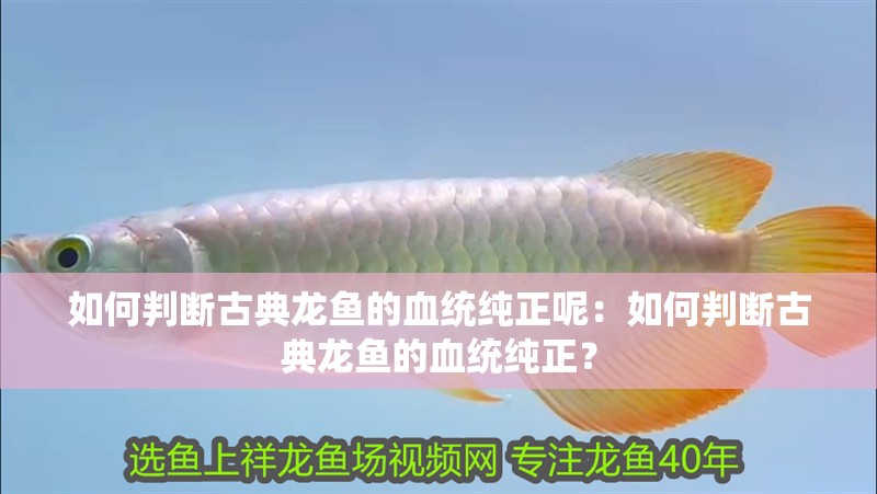 如何判斷古典龍魚的血統純正呢：如何判斷古典龍魚的血統純正？