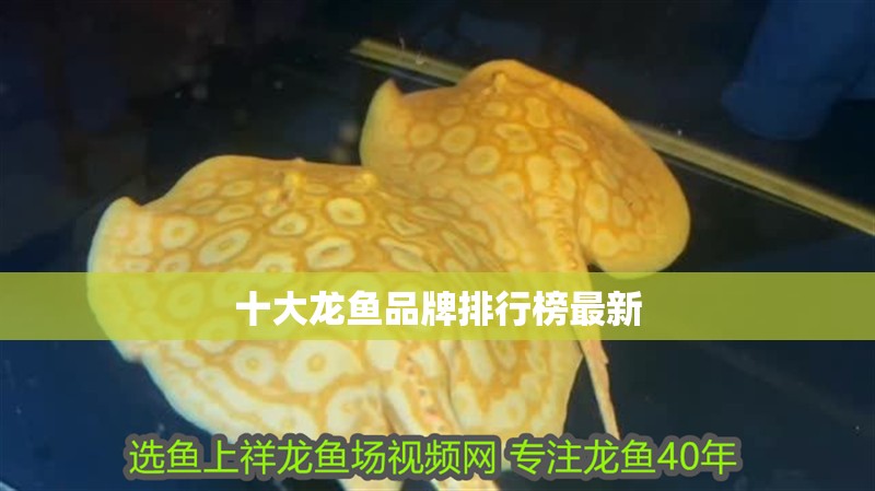 十大龍魚品牌排行榜最新