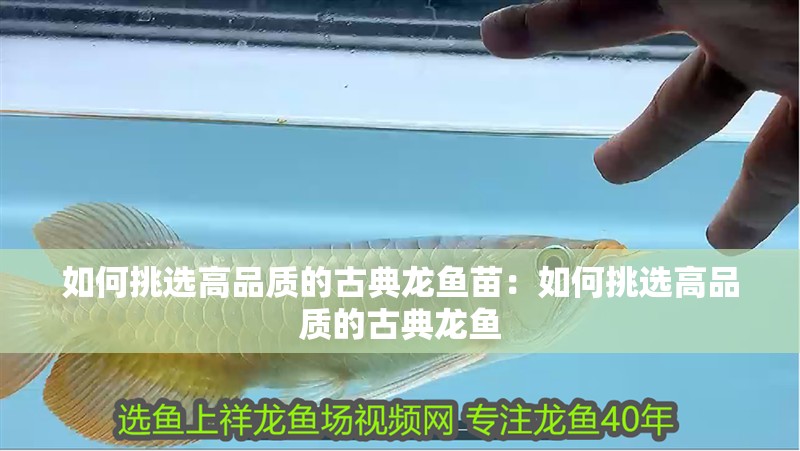 如何挑選高品質(zhì)的古典龍魚苗：如何挑選高品質(zhì)的古典龍魚