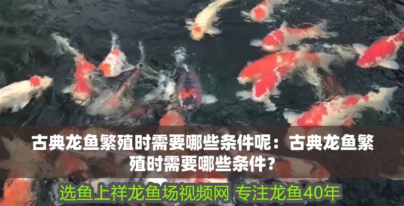 古典龍魚繁殖時需要哪些條件呢：古典龍魚繁殖時需要哪些條件？