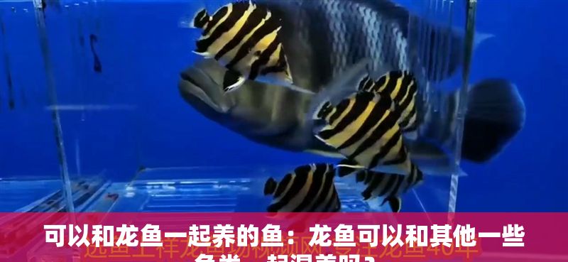 可以和龍魚一起養的魚：龍魚可以和其他一些魚類一起混養嗎？