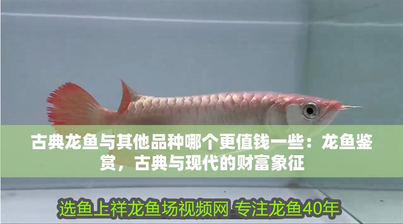 古典龍魚與其他品種哪個更值錢一些：龍魚鑒賞，古典與現代的財富象征