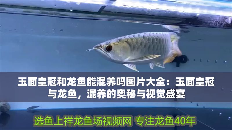 玉面皇冠和龍魚能混養嗎圖片大全：玉面皇冠與龍魚，混養的奧秘與視覺盛宴