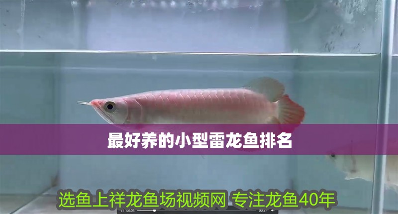 最好養(yǎng)的小型雷龍魚排名