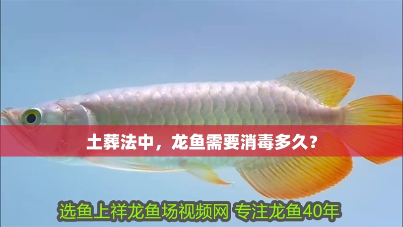 土葬法中，龍魚需要消毒多久？