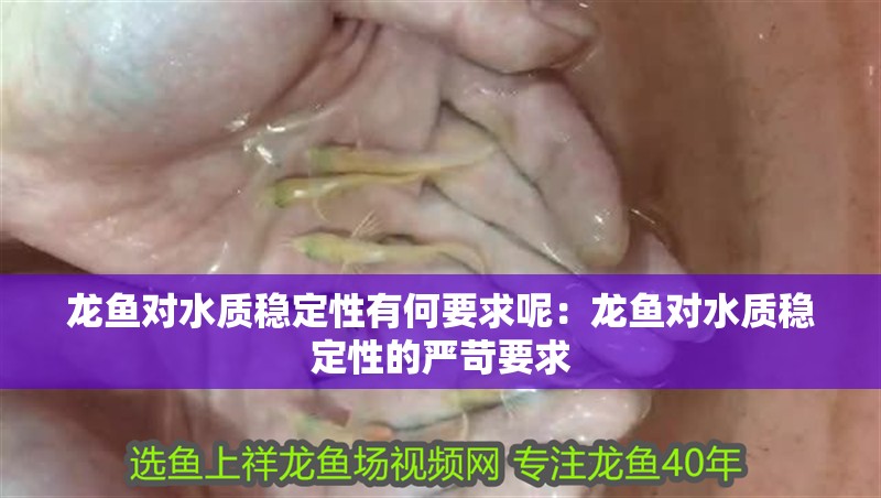 龍魚對水質穩定性有何要求呢：龍魚對水質穩定性的嚴苛要求