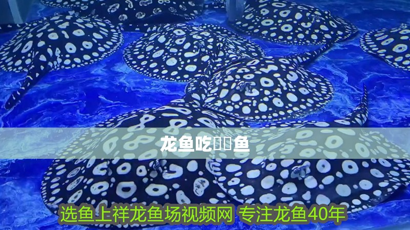 龍魚吃鳑鲏魚