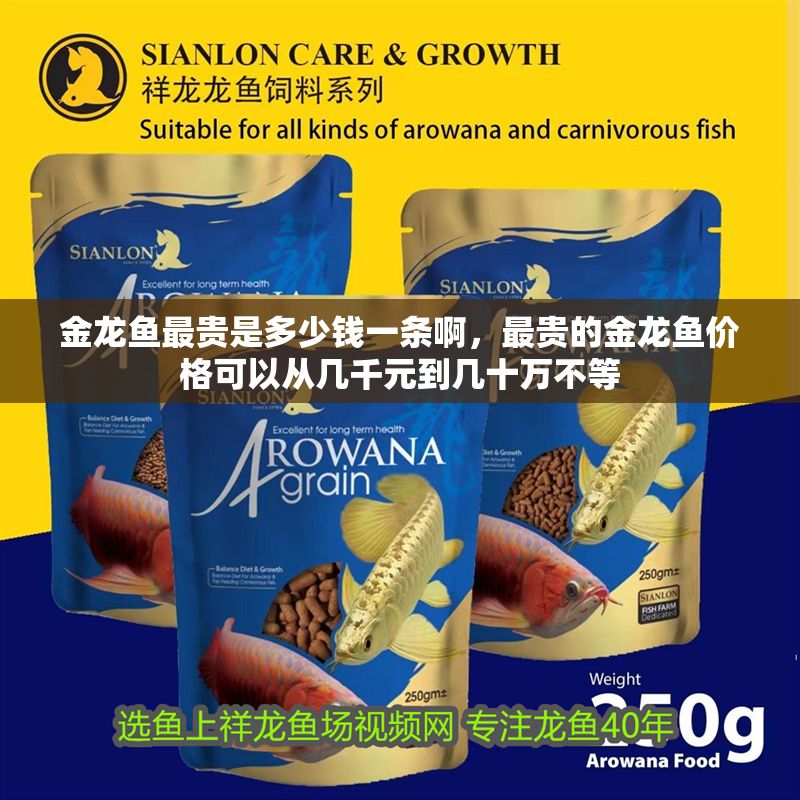金龍魚最貴是多少錢一條啊，最貴的金龍魚價(jià)格可以從幾千元到幾十萬不等