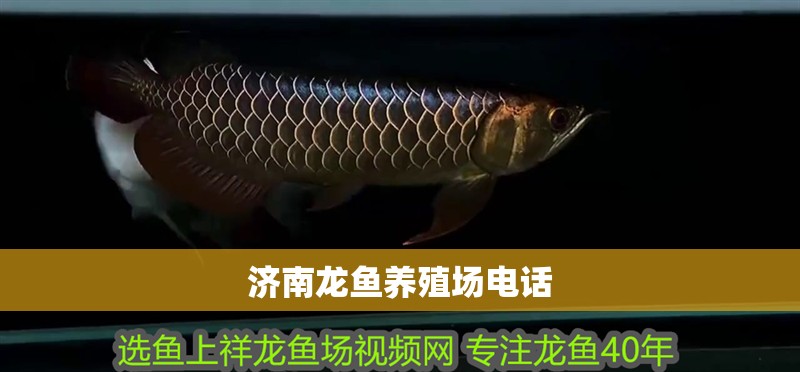 濟南龍魚養殖場電話
