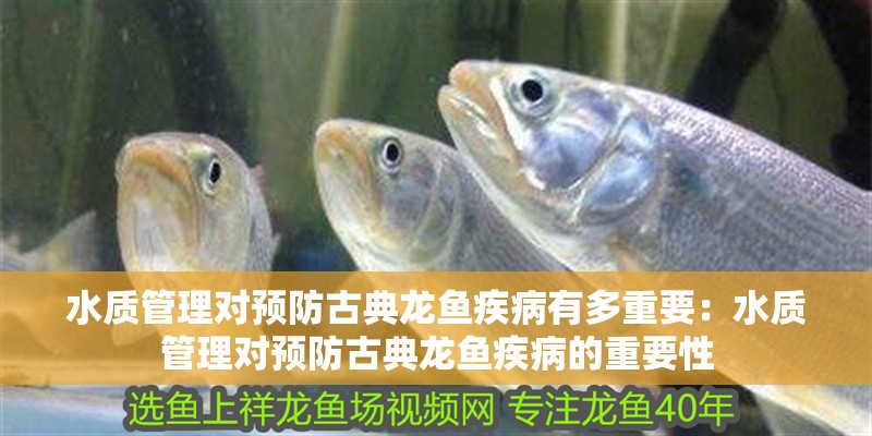 水質(zhì)管理對(duì)預(yù)防古典龍魚(yú)疾病有多重要：水質(zhì)管理對(duì)預(yù)防古典龍魚(yú)疾病的重要性