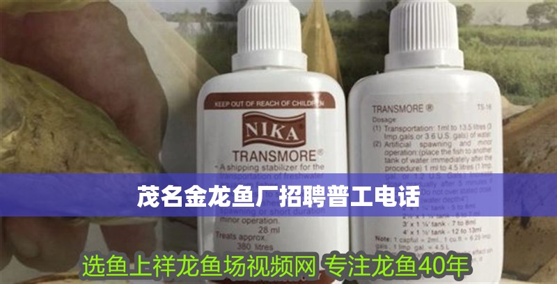 金金龍魚藍底過背（藍底過背金龍魚怎樣養）