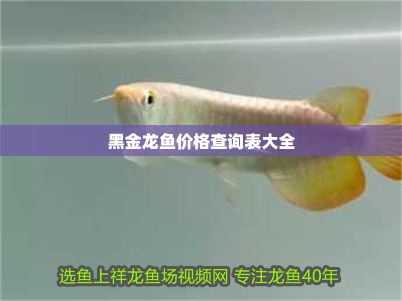 黑金龍魚價格查詢表大全