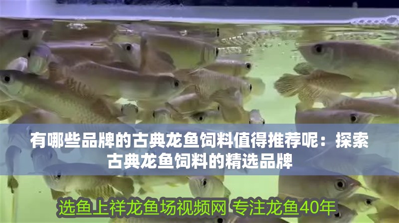 有哪些品牌的古典龍魚飼料值得推薦呢：探索古典龍魚飼料的精選品牌