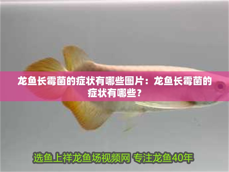 龍魚長霉菌的癥狀有哪些圖片：龍魚長霉菌的癥狀有哪些？