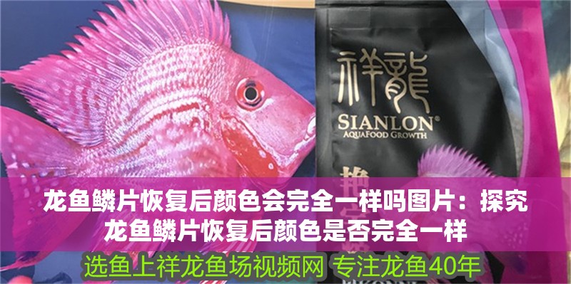 龍魚鱗片恢復后顏色會完全一樣嗎圖片：探究龍魚鱗片恢復后顏色是否完全一樣